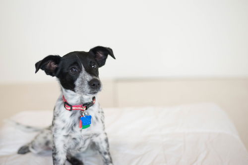 Elvis -Puppy