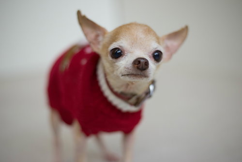 Pip -Senior