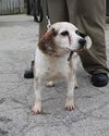 Bubba -Senior