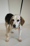 Bubba -Senior