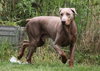 Creed-Urgent Foster Needed
