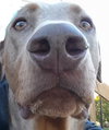 Creed-Urgent Foster Needed