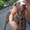 Creed-Urgent Foster Needed