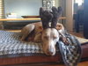 Creed-Urgent Foster Needed