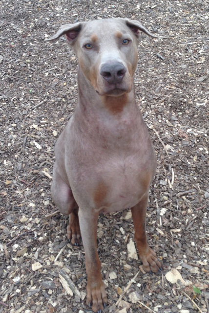 Creed-Urgent Foster Needed