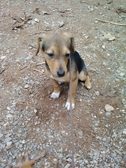 Pearl -PUPPY