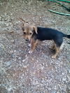 Pearl  -PUPPY