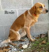 Rosie -PUP