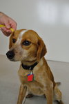 Rosie -PUP