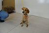 Rosie -PUP