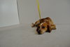 Rosie -PUP