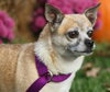 Chica -Senior