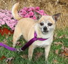 Chica -Senior