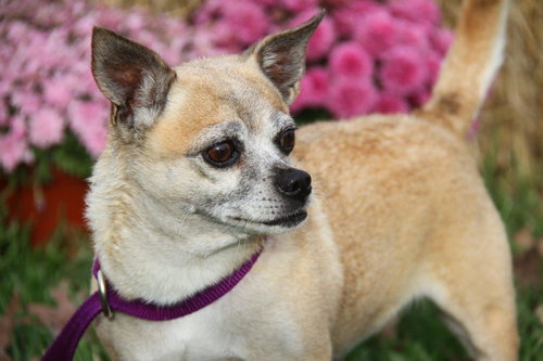 Chica -Senior