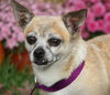 Chica -Senior