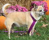 Chica -Senior