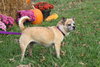 Chica -Senior