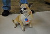 Chica -Senior
