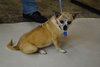 Chica -Senior