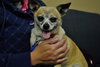 Chica -Senior