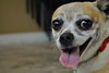 Chica -Senior