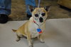 Chica -Senior