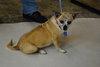 Chica -Senior