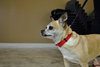 Chica -Senior