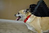 Chica -Senior