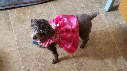 Lucy -Senior Poodle