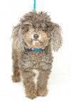 Lucy -Senior Poodle
