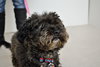 Augie -Foster Needed