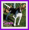 Siren  -PUPPY
