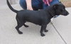 Misty- Needs foster 12/23-12/29