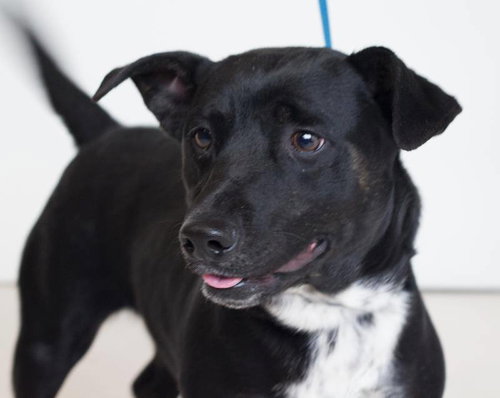 Misty- Needs foster 12/23-12/29