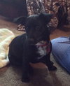 Misty- Needs foster 12/23-12/29