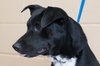 Misty- Needs foster 12/23-12/29