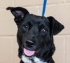 Misty- Needs foster 12/23-12/29