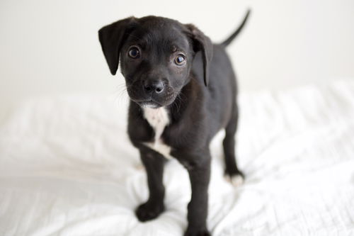 Delilah