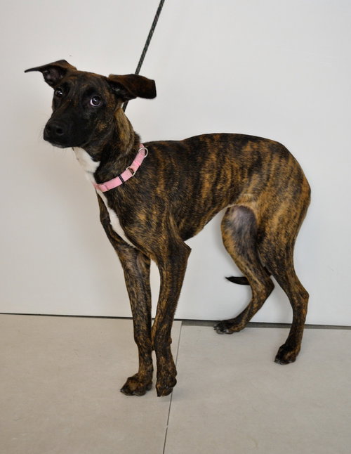 Ruby Sue