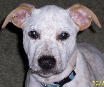 Delilah