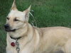 Duchess