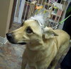 Duchess