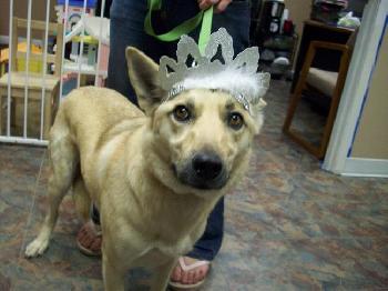 Duchess