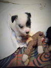 Archimedes PUPPY