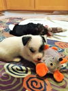 Archimedes PUPPY