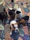 Archimedes PUPPY