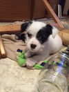 Archimedes PUPPY