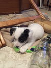 Archimedes PUPPY