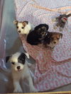Archimedes PUPPY